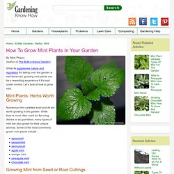 Tips On Growing Mint In The Garden