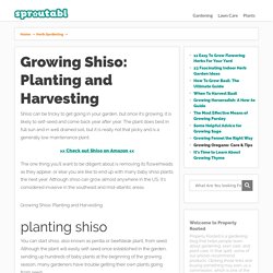 5 Tips for Growing Shiso (& How to Care for it)