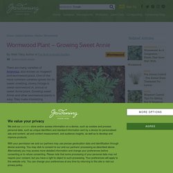 Tips For Growing Wormwood Herb Plants