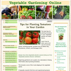 Planting Tomatoes, How to Plant Tomatoes, Best Tomato Plant Varieties