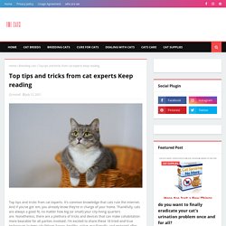 Top tips and tricks from cat experts Keep reading