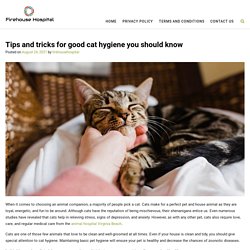 Tips and tricks for good cat hygiene you should know