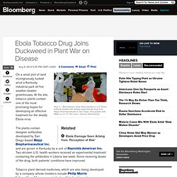 Ebola Tobacco Drug Joins Duckweed in Plant War on Disease