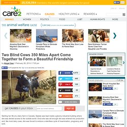 Two Blind Cows 350 Miles Apart Come Together to Form a Beautiful Friendship