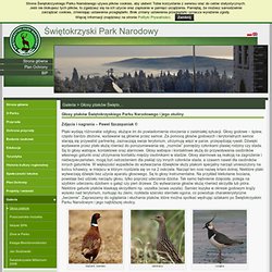 Świętokrzyski Park Narodowy » Głosy ptaków Świętokrzyskiego Parku Narodowego i jego otuliny