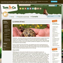 Tom&Co - La tortue (d’eau)