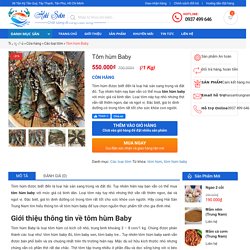 Tôm hùm Baby - Hải Sản Trung Nam