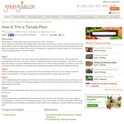 How to Trim a Tomato Plant