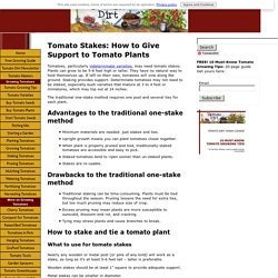 Tomato stakes: how to stake and tie tomatoes for support