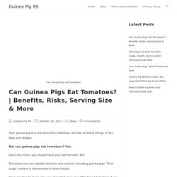 Can Guinea Pigs Eat Tomatoes?