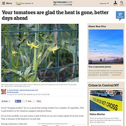 Your tomatoes are glad the heat is gone, better days ahead