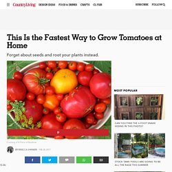 How to Grow Tomatoes - Growing Tomatoes Gardening Tips