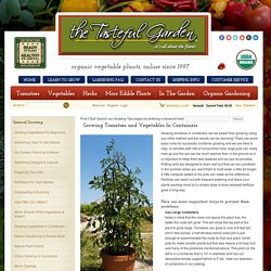 Growing Tomatoes In Containers Is Easy With These Helpful Tips - The Tasteful Garden