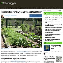 Toxic Tomatoes: What Urban Gardeners Should Know
