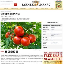 Growing Tomatoes: Planting, Growing, and Harvesting Tomatoes