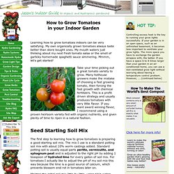 how to grow tomatoes indoors successfully