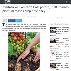 Tomtato or Pomato? Half potato, half tomato plant increases crop efficiency