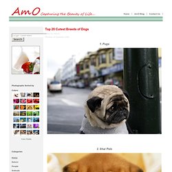 Top 20 Cutest Breeds of Dogs - AmO Images: Capturing the Beauty of Life - AmO Images: Capturing the Beauty of Life