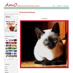 Top 20 Cutest Cat Breeds - AmO Images - AmO Images