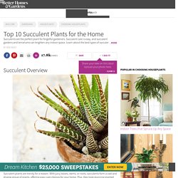 Top 10 Succulent Plants for the Home