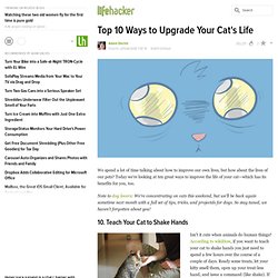 Top 10 Ways to Upgrade Your Cat's Life
