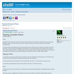 Topping Marijuana Plants - www.weedguru.com
