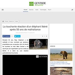 ▶ La touchante réaction d'un éléphant libéré après 50 ans de maltraitance