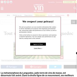 Tout savoir sur le vin du Languedoc