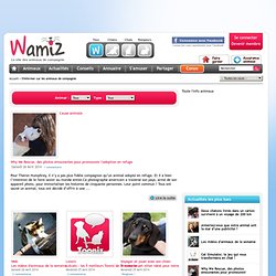 Toute l'info des animaux de compagnie avec les news Wamiz