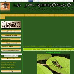 Les ichneumons, des insectes auxiliaires au jardin - Le JardinOscope, toute la vie animale de nos parcs et jardins