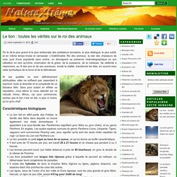 Le lion : toutes les vérités sur le roi des animaux ~ Nature extrême
