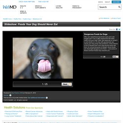 Dangerous Foods That Dogs Should Never Eat - WebMD Slideshow
