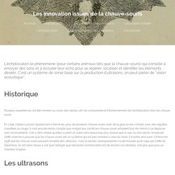 REFLEXION TPE Chauve-souris