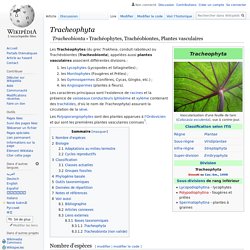 Tracheophyta