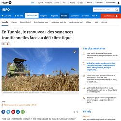 En Tunisie, le renouveau des semences traditionnelles face au défi climatique