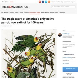 The tragic story of America's only native parrot, now extinct for 100 years