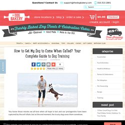 How to Train Your Dog To Come When Called? Dog Training Guide