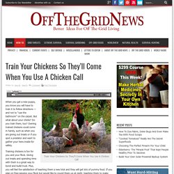 Train Your Chickens So They’ll Come When You Use A Chicken Call