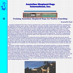 Training an Anatolian Shepherd Dog as a Poultry Guardian - ASDI, Inc.