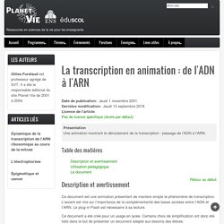 La transcription en animation : de l'ADN à l'ARN