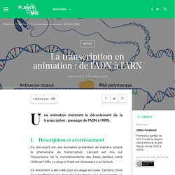 La transcription en animation : de l'ADN à l'ARN