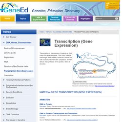 Transcription (Gene Expression) - GeneEd - Genetics, Education, Discovery