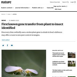 First known gene transfer from plant to insect identified