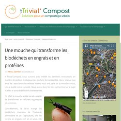 Une mouche qui transforme les biodéchets en engrais et en protéines – Trivial'Compost
