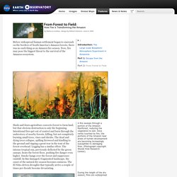 From Forest to Field: How Fire is Transforming the Amazon : Feature Articles