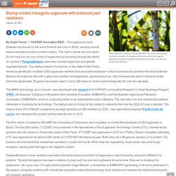 FAPESP_BR 24/02/21 Startup creates transgenic sugarcane with enhanced pest resistance