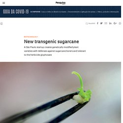 FAPESP - PESQUISA - DEC 2020 - New transgenic sugarcane
