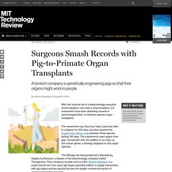 Transgenic Pigs Shatter Transplant Records
