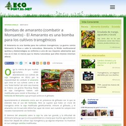 Bombas de amaranto (combatir a Monsanto) - El Amaranto es una bomba para los cultivos transgénicos - Ecoportal.net