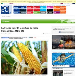 La France interdit la culture du maïs transgénique MON 810